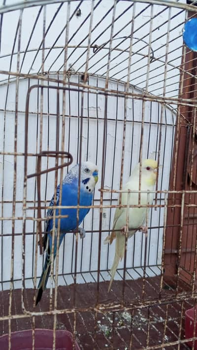 Australian breeder pair