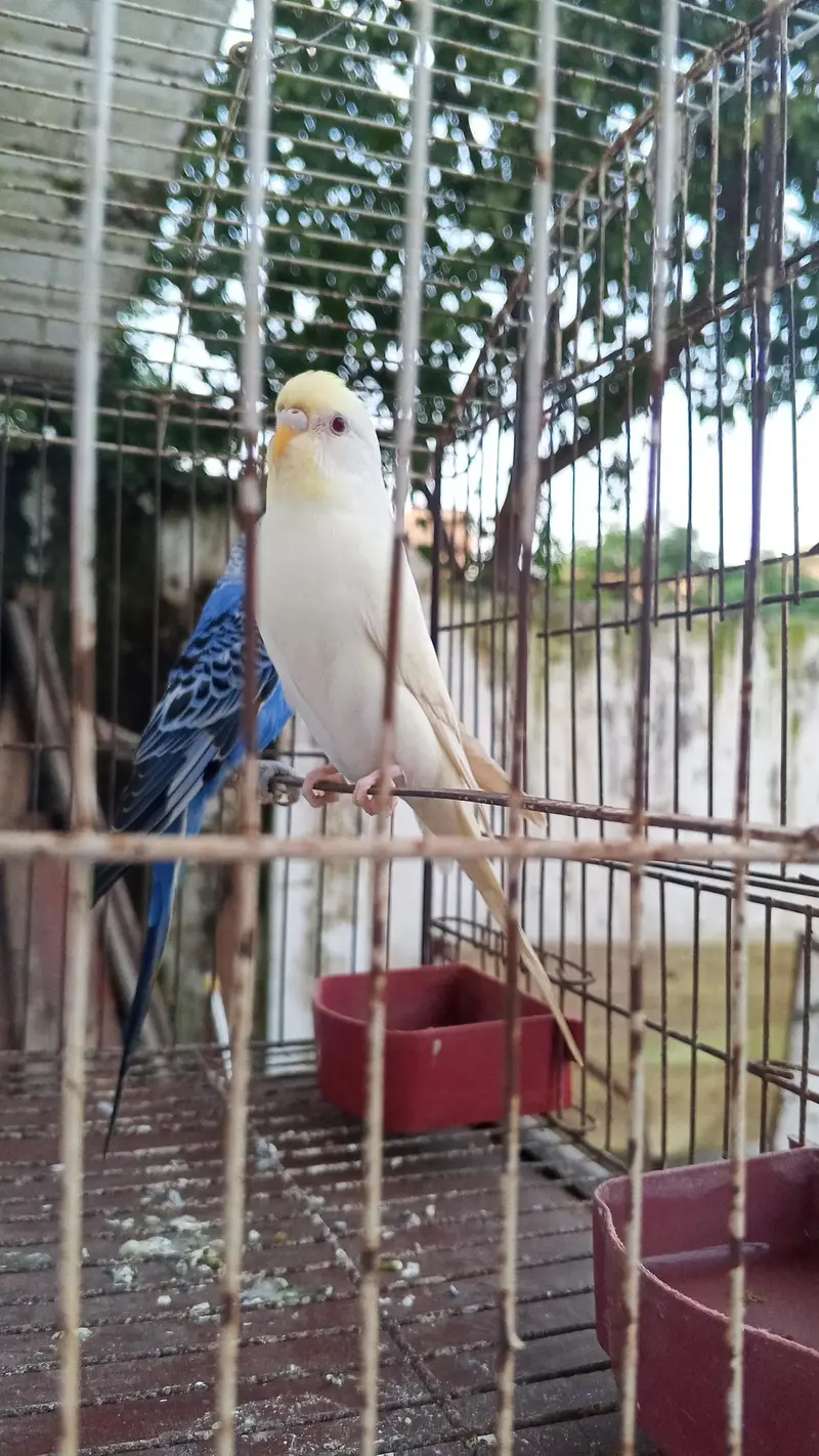 Australian breeder pair — photo 2