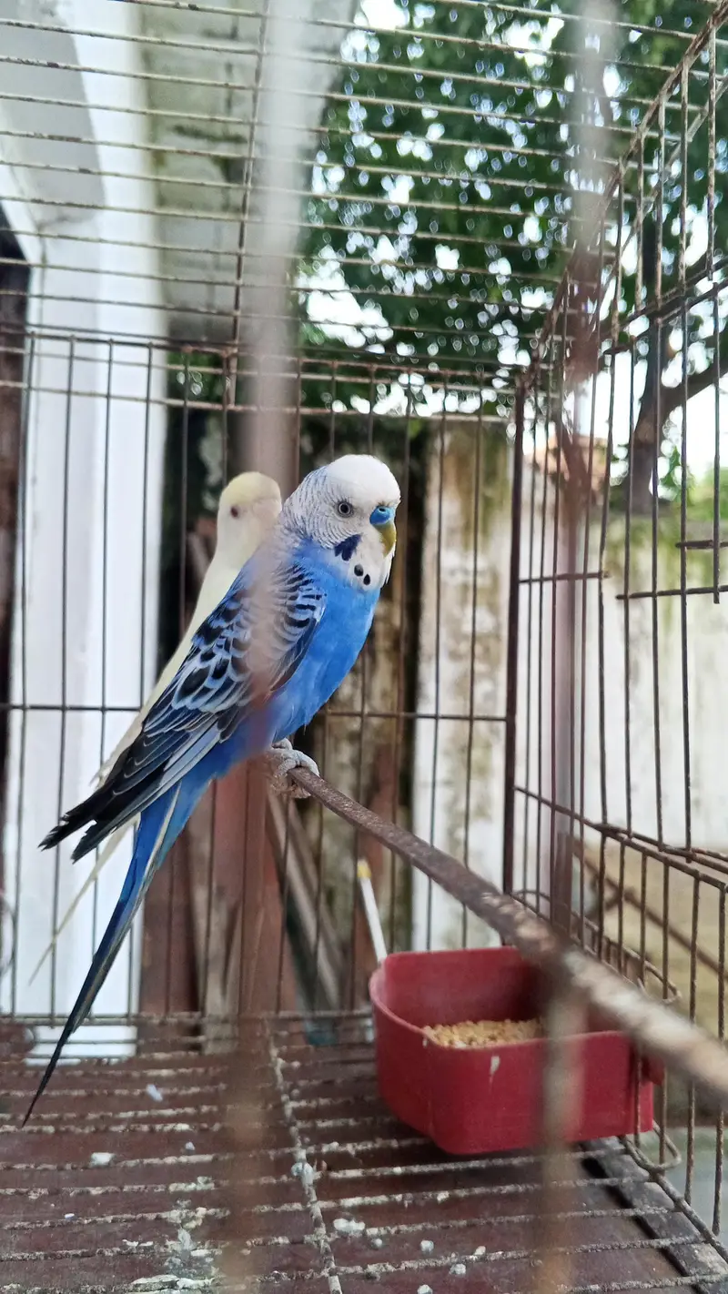 Australian breeder pair — photo 3