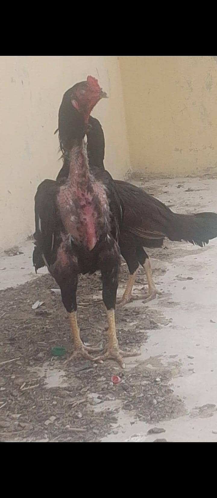 Mushka Java Cross Patha Heera breeder & Heera pathi 1
