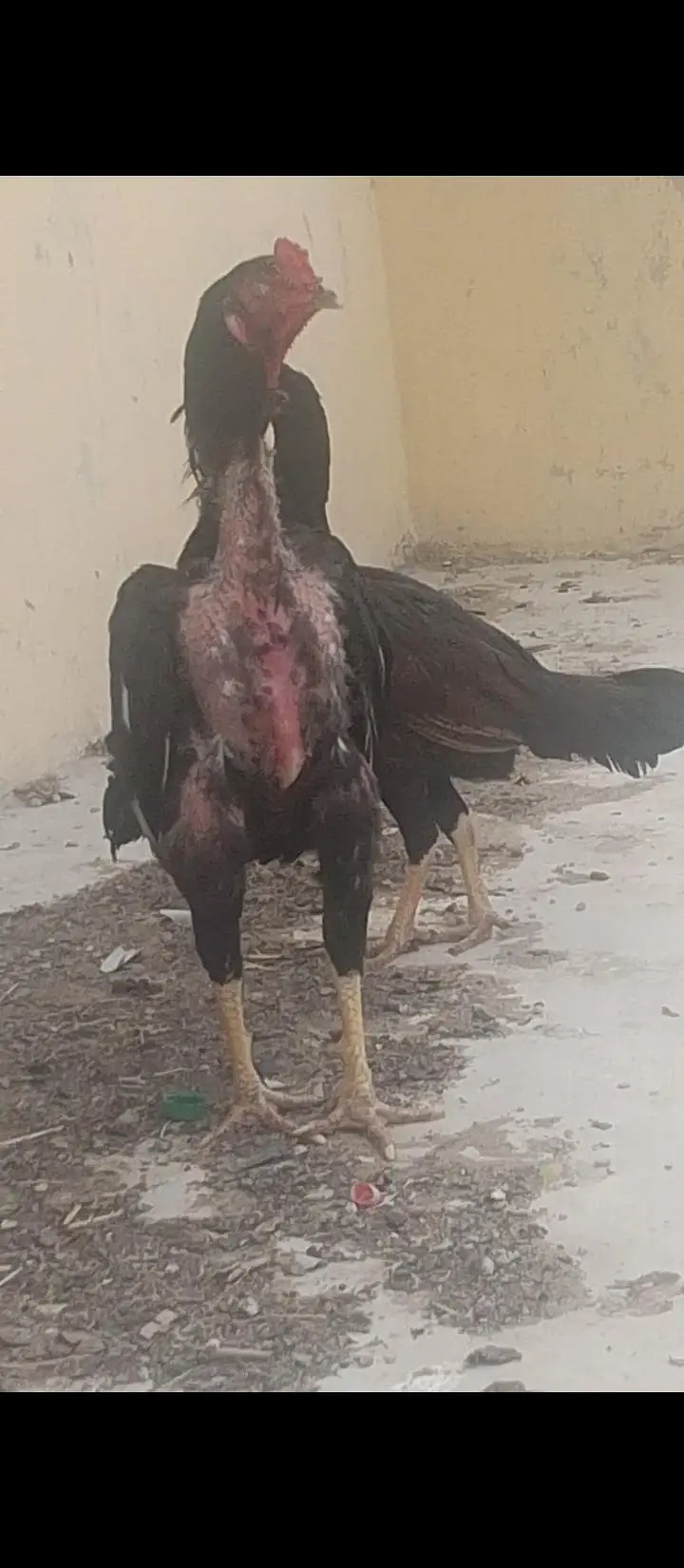 Mushka Java Cross Patha Heera breeder & Heera pathi — photo 2