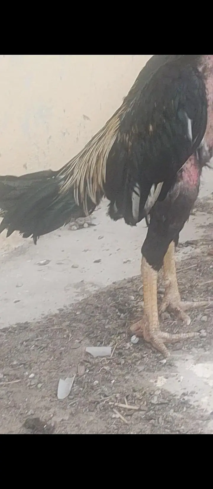 Mushka Java Cross Patha Heera breeder & Heera pathi — photo 3