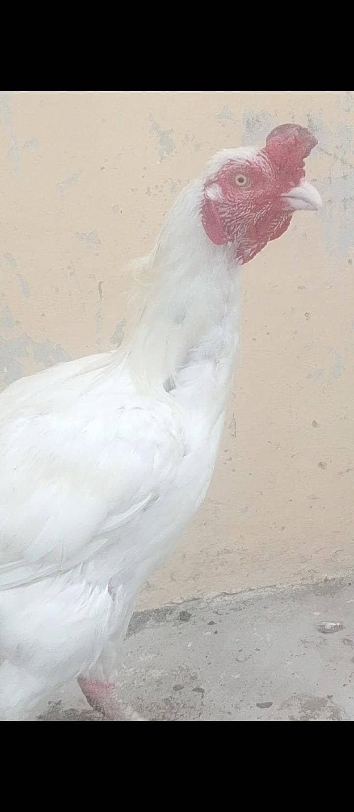 Mushka Java Cross Patha Heera breeder & Heera pathi 3