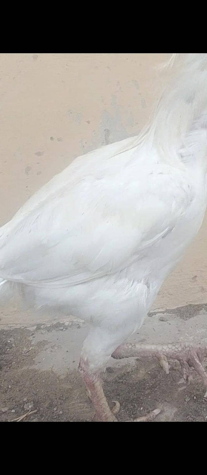 Mushka Java Cross Patha Heera breeder & Heera pathi 4
