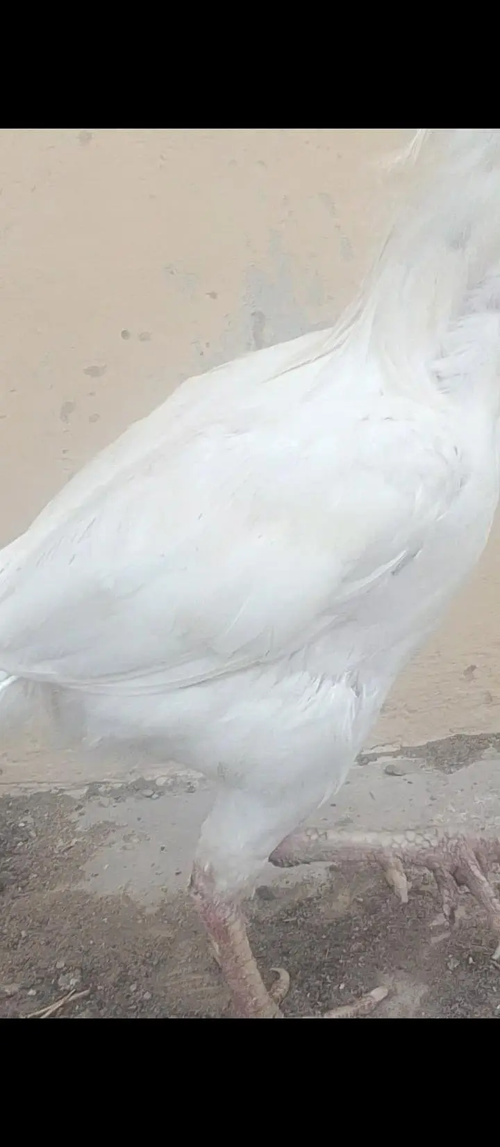 Mushka Java Cross Patha Heera breeder & Heera pathi — photo 5