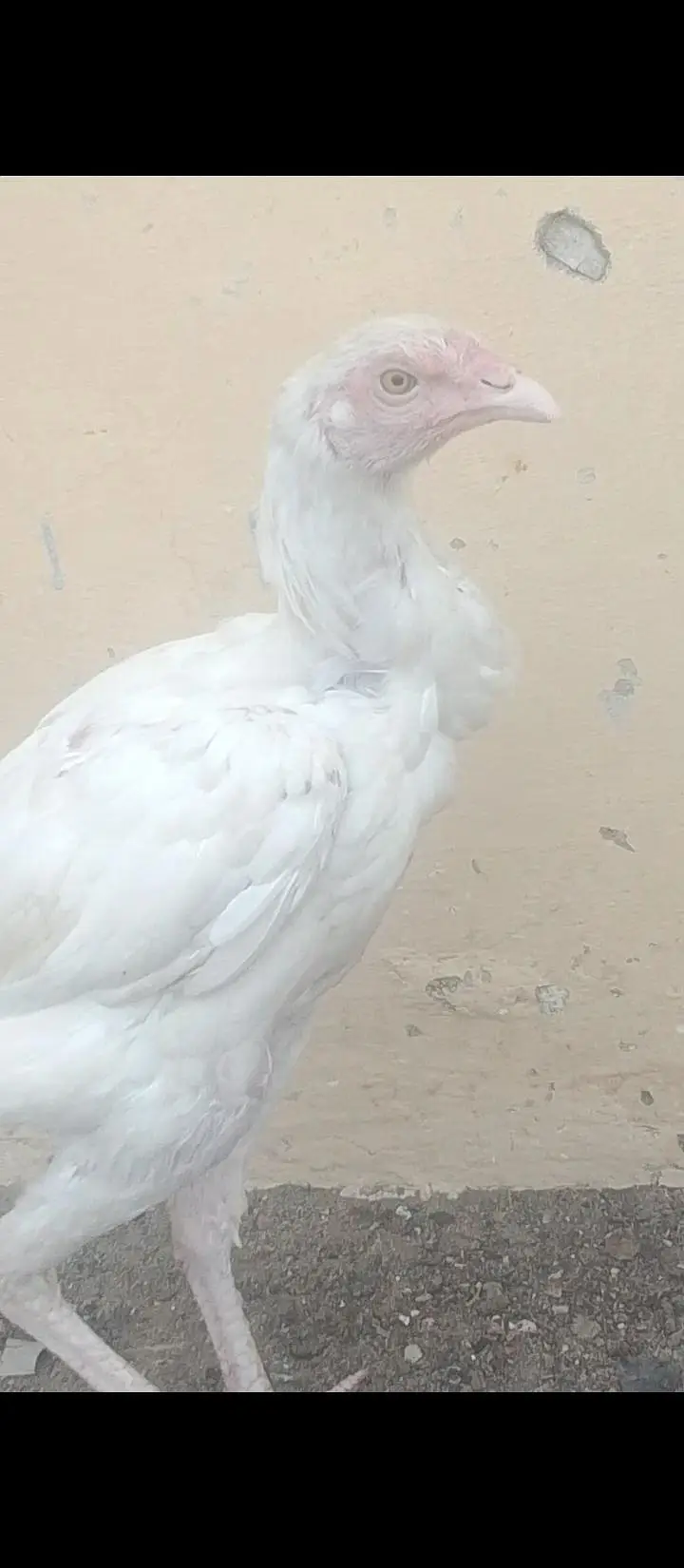 Mushka Java Cross Patha Heera breeder & Heera pathi — photo 6