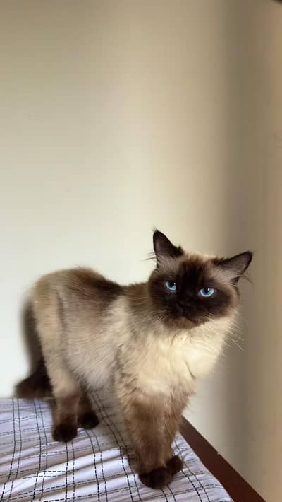 Himalayan cat