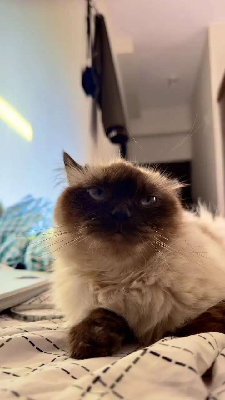 Himalayan cat — photo 2