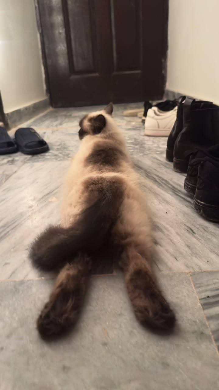 Himalayan cat 2