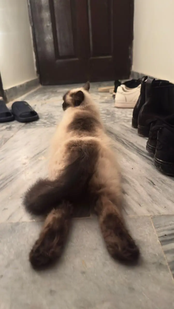Himalayan cat — photo 3