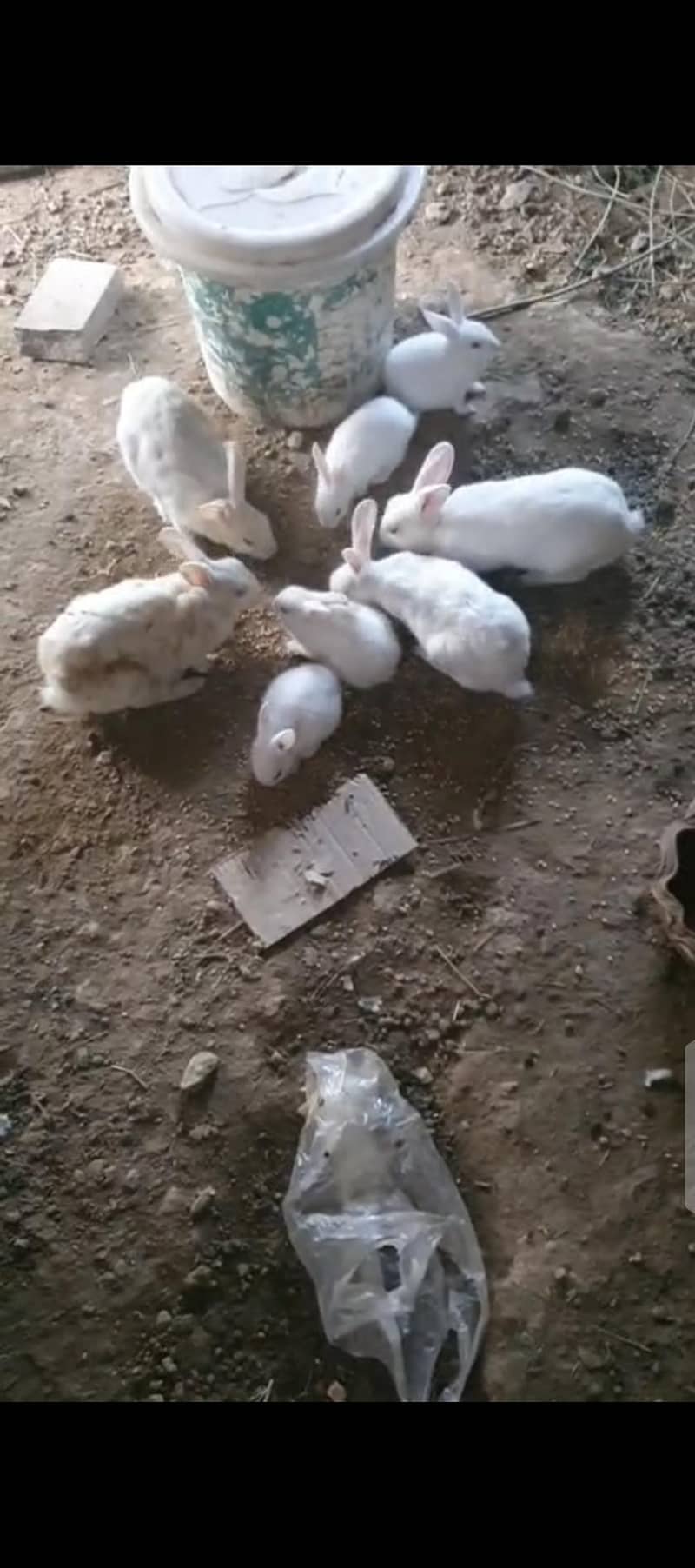 #Rabbit # Rabbit babies 1