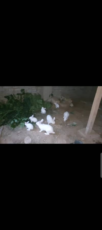 #Rabbit # Rabbit babies