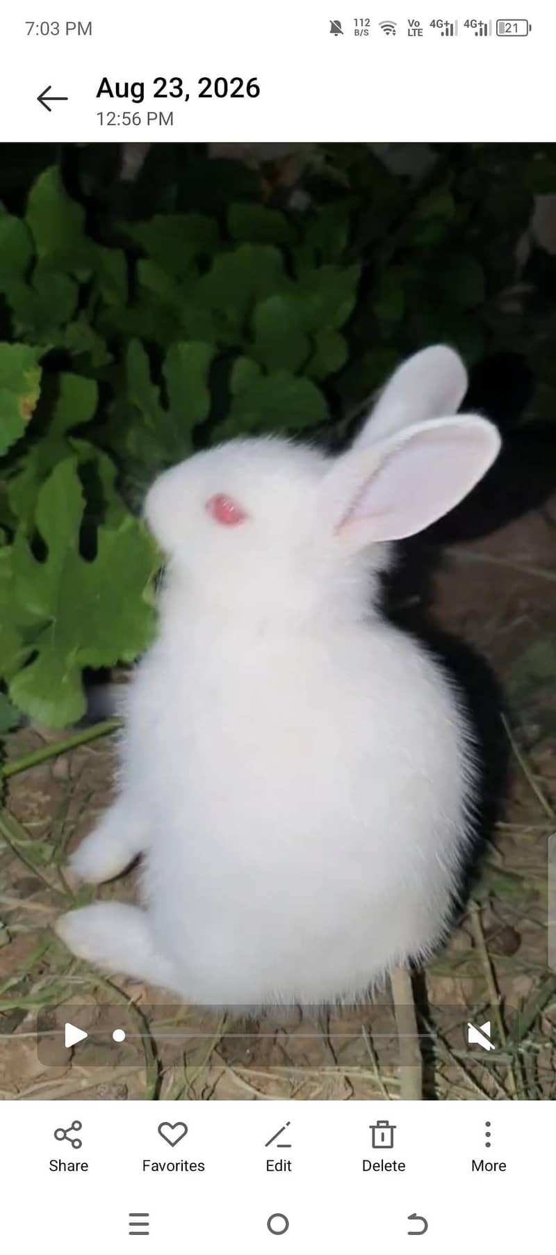 #Rabbit # Rabbit babies 2