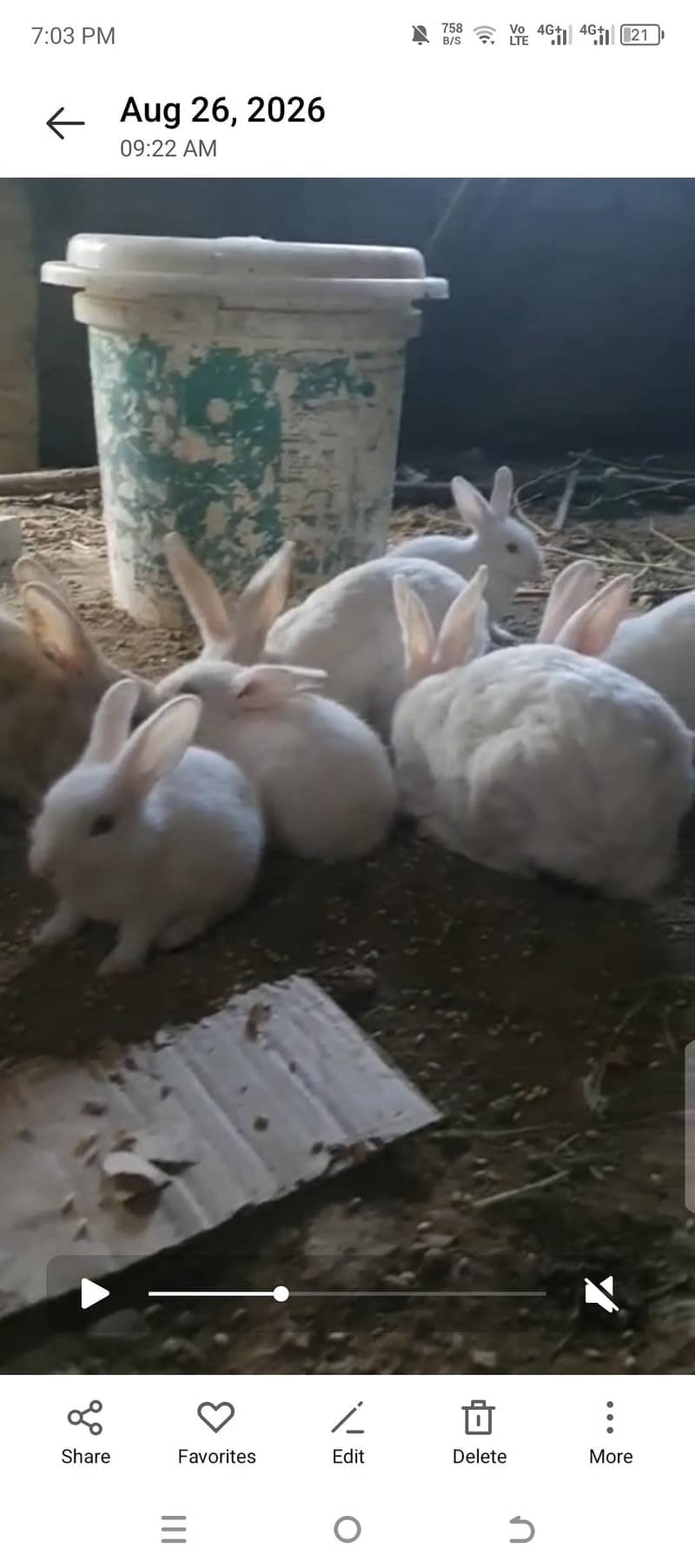 #Rabbit # Rabbit babies 3