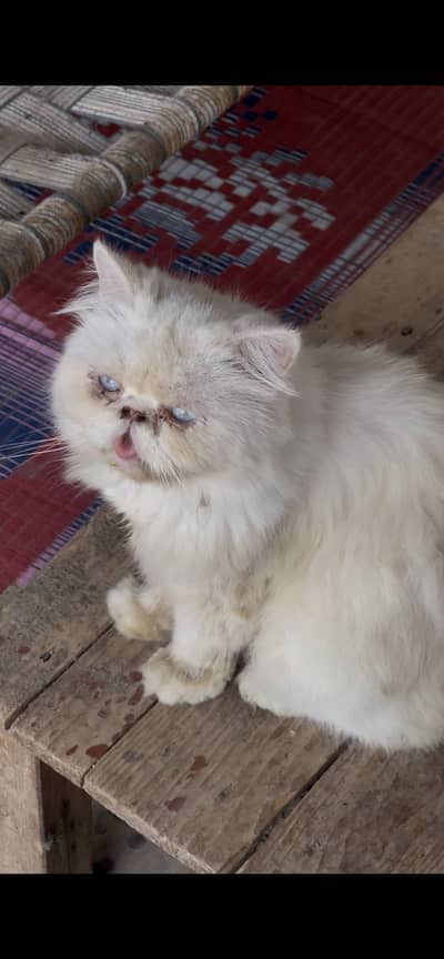 CFA Bloodline Breeder Female For Sell
