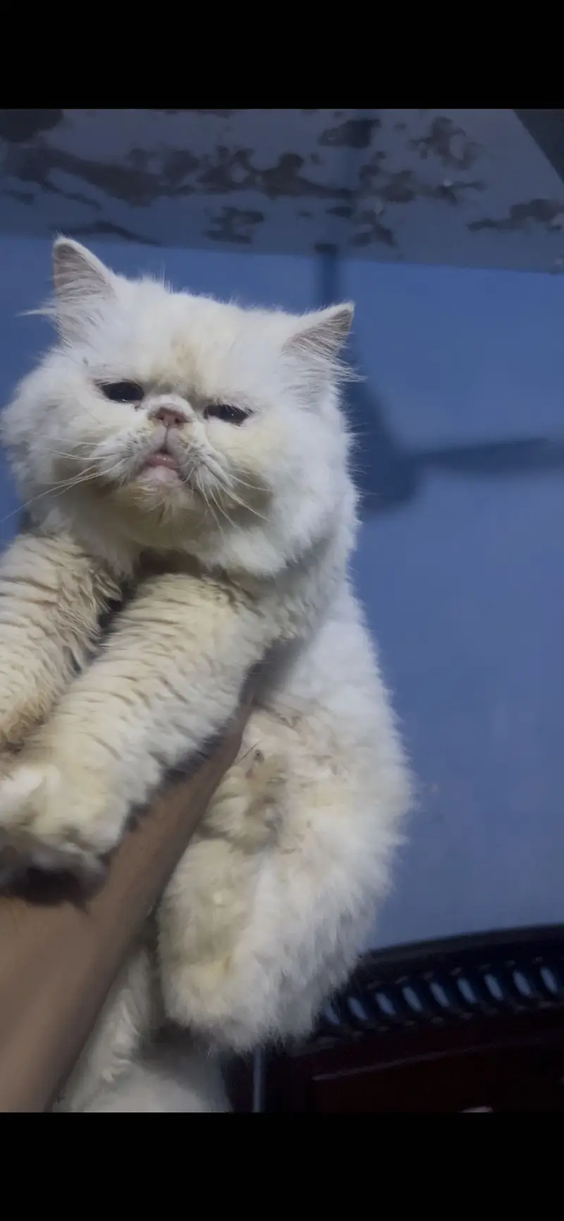 CFA Bloodline Breeder Female For Sell — photo 2