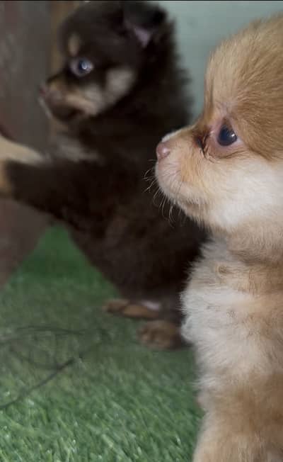 Pomeranian Puppies