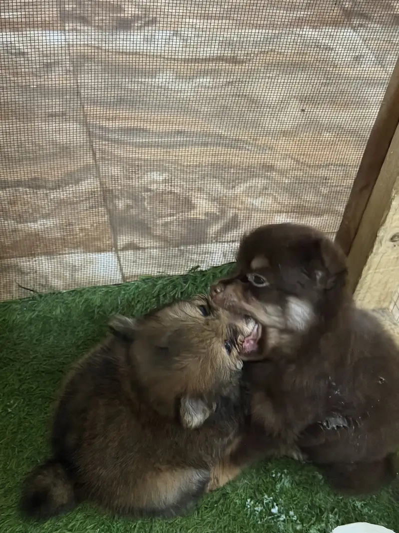 Pomeranian Puppies — photo 2