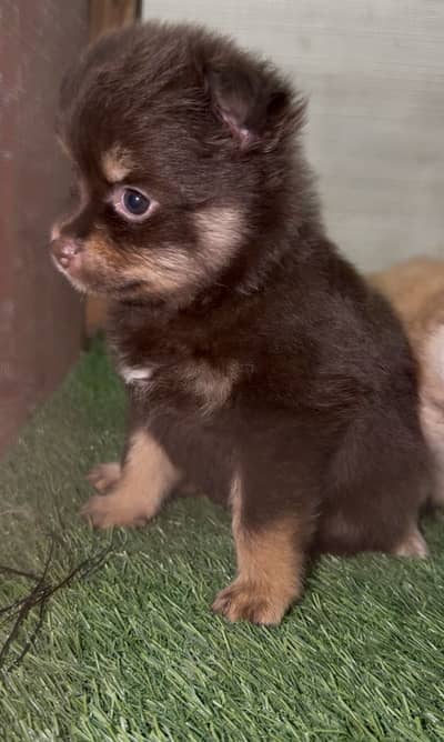 Pomeranian Puppies