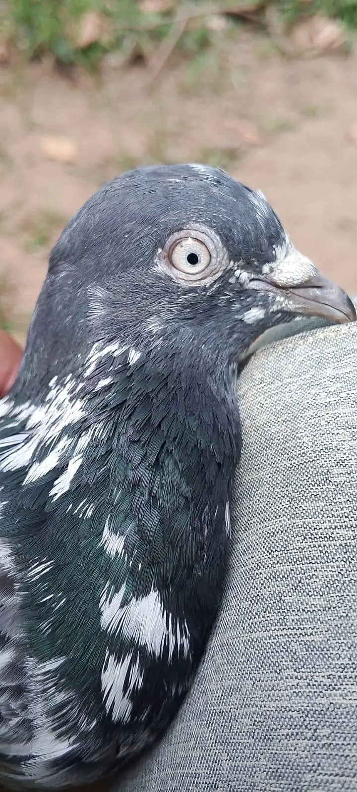 7 piece breeder for sale — photo 2