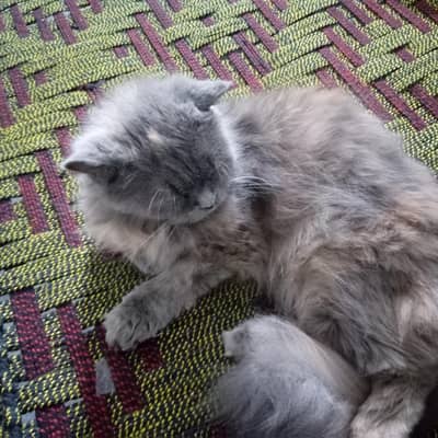 Persian cats