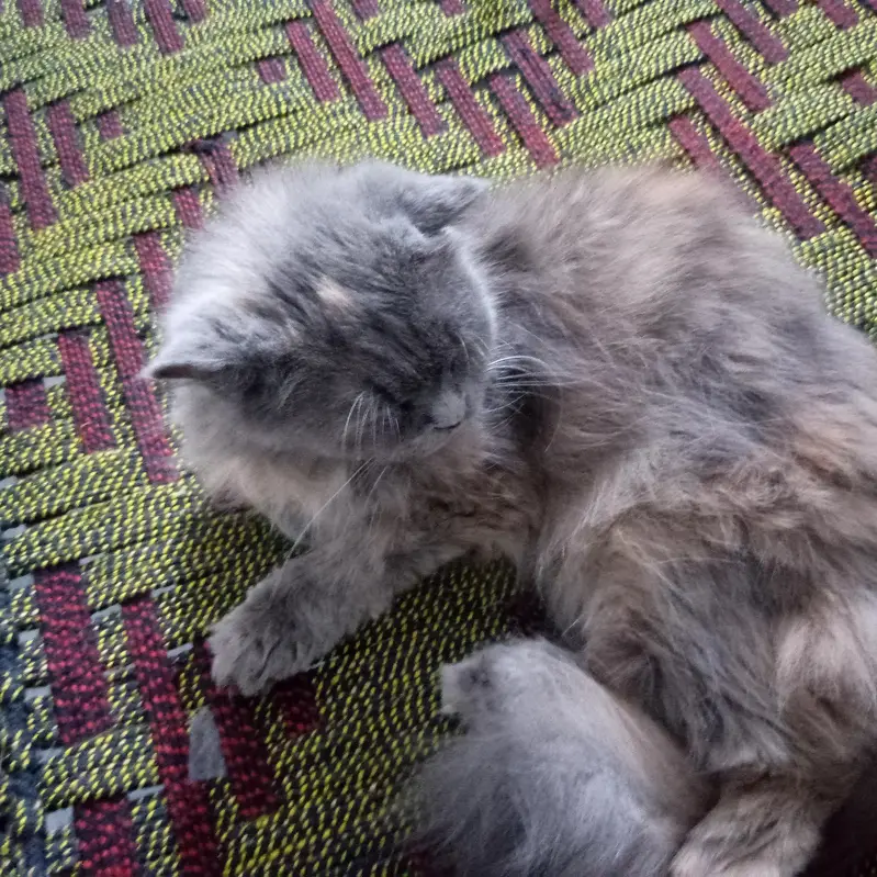 Persian cats — photo 2