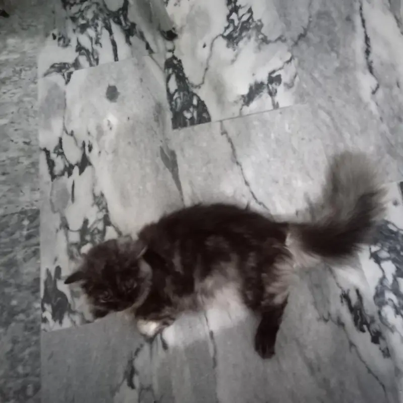 Persian cats — photo 3