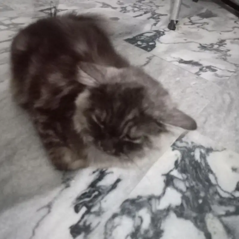 Persian cats — photo 4