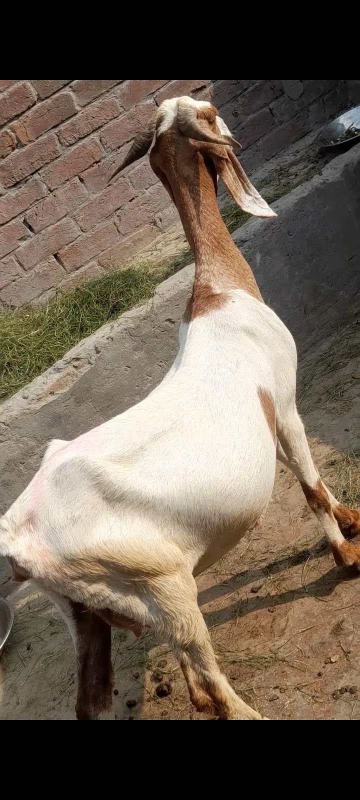 dasi bakri gaban tayr  03098289032 — photo 2