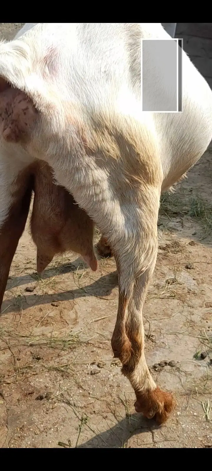 dasi bakri gaban tayr  03098289032 — photo 3