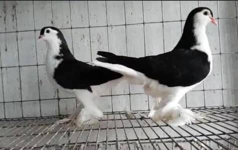 breeder pair 4000