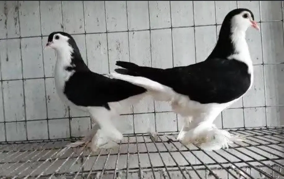 breeder pair 4000