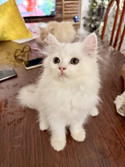 Cute & Healthy White Persian Kitten for Sal