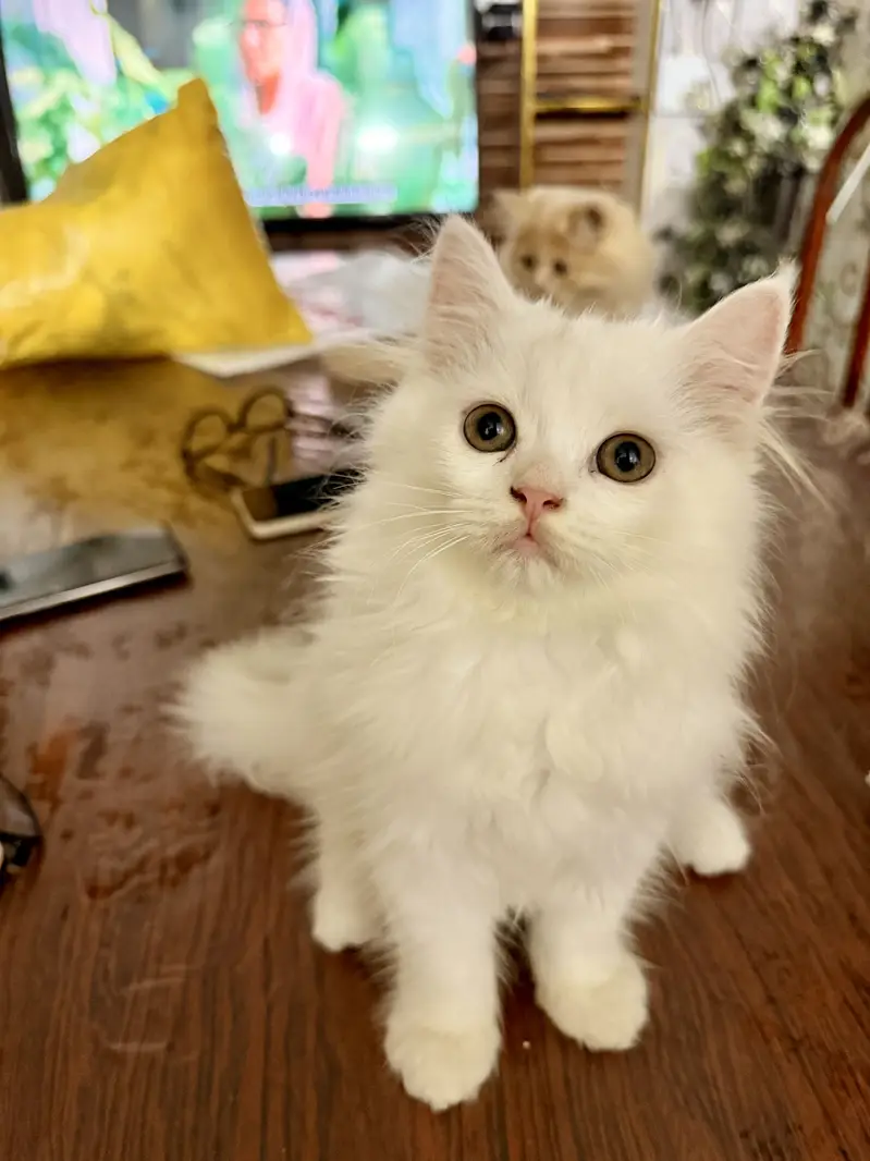 Cute & Healthy White Persian Kitten for Sal — photo 2