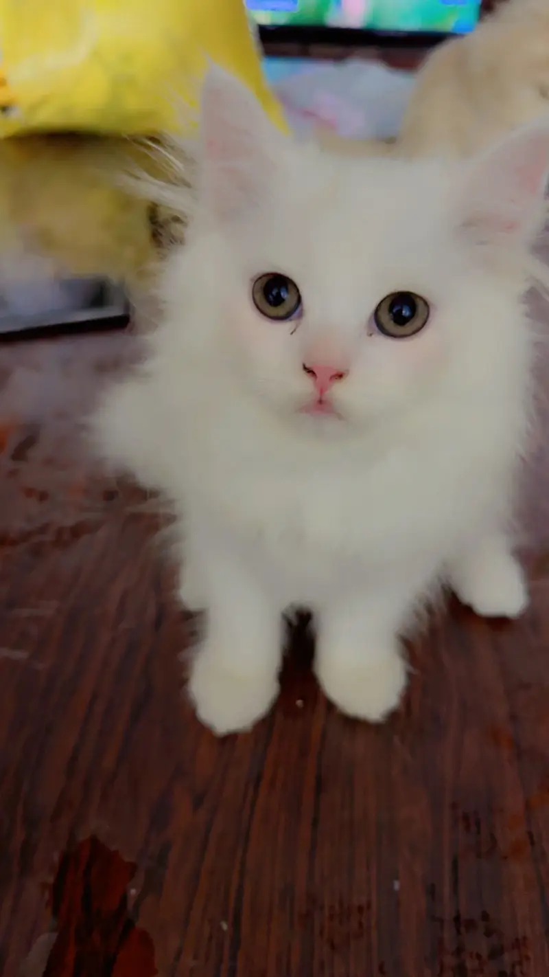 Cute & Healthy White Persian Kitten for Sal — photo 3