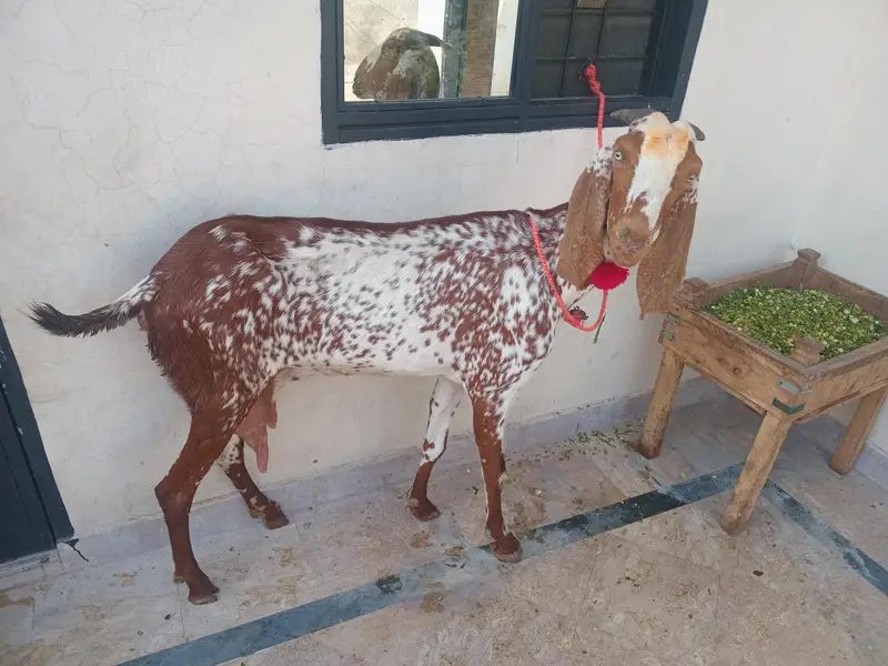 pure Makki chi bakri 03494950962 — photo 3