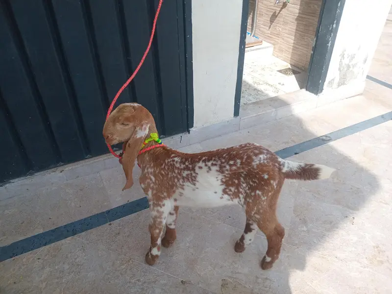 pure Makki chi bakri 03494950962 — photo 4