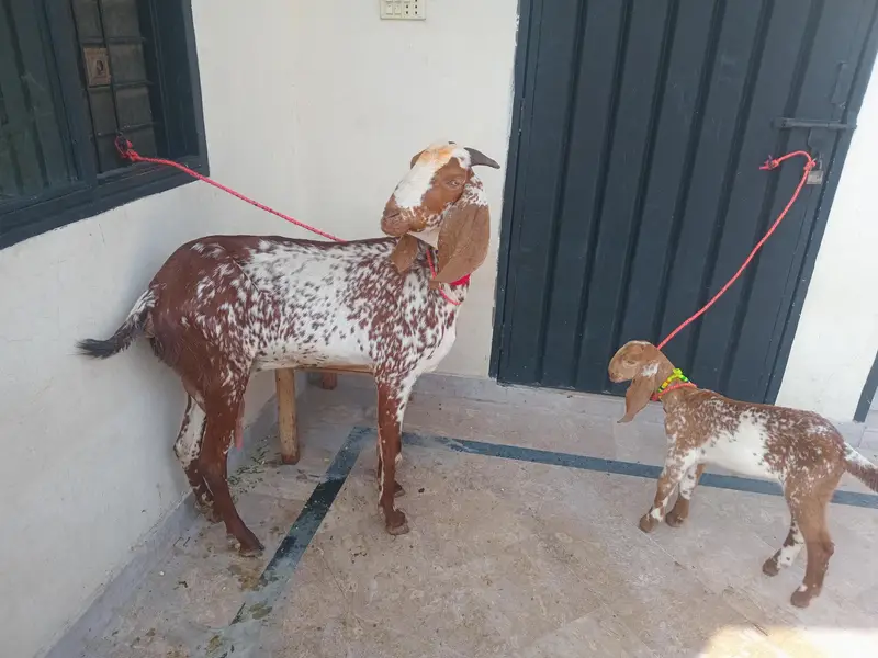 pure Makki chi bakri 03494950962 — photo 6