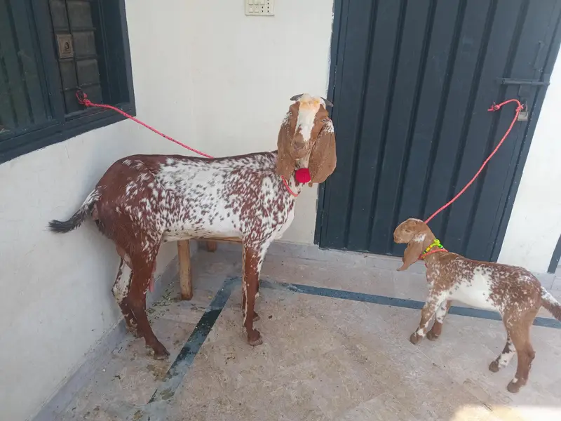 pure Makki chi bakri 03494950962 — photo 7