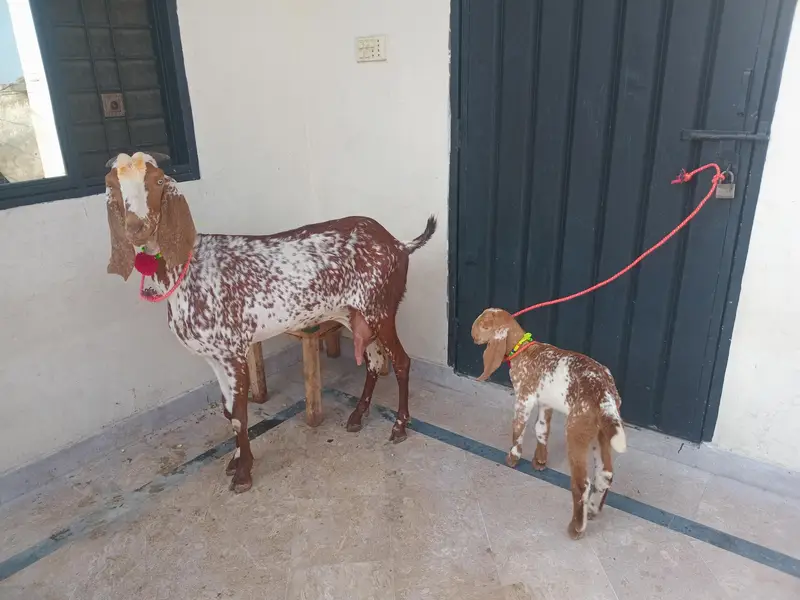 pure Makki chi bakri 03494950962 — photo 8