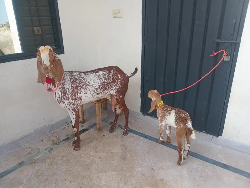 pure Makki chi bakri 03494950962 — photo 9
