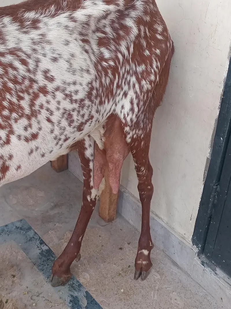 pure Makki chi bakri 03494950962 — photo 10