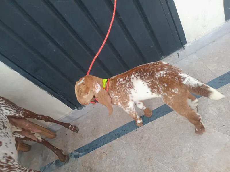 pure Makki chi bakri 03494950962 — photo 11