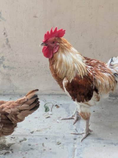 Golden Murga and Misri murgi