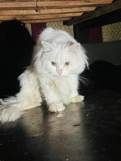 male cat for sale