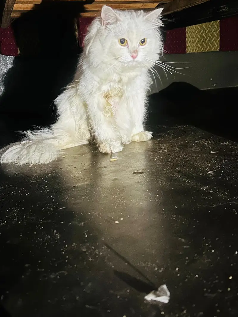 male cat for sale — photo 2