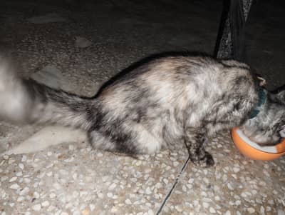 gahr ki pali cat ha long cod ha cute cat