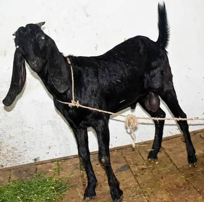Beetal Bakra For Sale