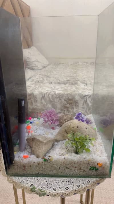 fish aquarium