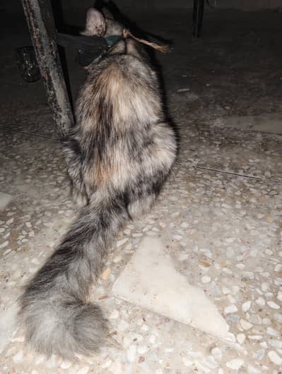 cute cat long cod